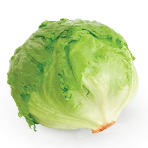 Fresh Lettuce